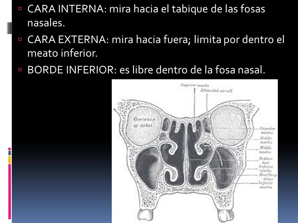CARA INTERNA: mira hacia el tabique de las fosas nasales.