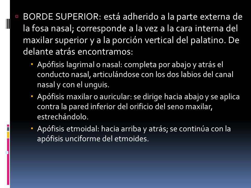 BORDE SUPERIOR: está adherido a la parte externa de la fosa nasal; corresponde a la vez a la cara interna del maxilar superior y a la porción vertical del palatino. De delante atrás encontramos: