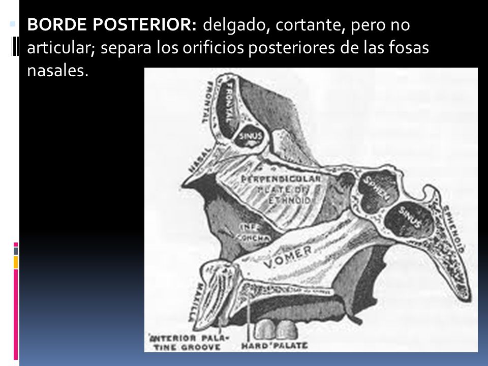 BORDE POSTERIOR: delgado, cortante, pero no articular; separa los orificios posteriores de las fosas nasales.