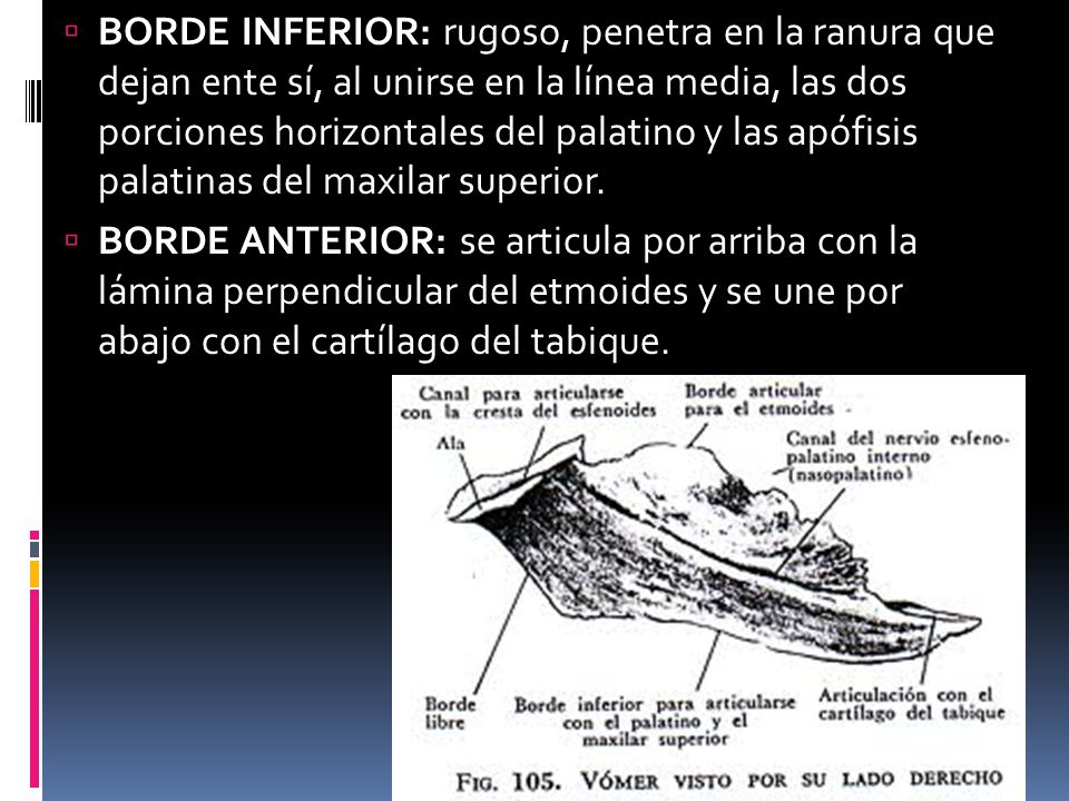 BORDE INFERIOR: rugoso, penetra en la ranura que dejan ente sí, al unirse en la línea media, las dos porciones horizontales del palatino y las apófisis palatinas del maxilar superior.