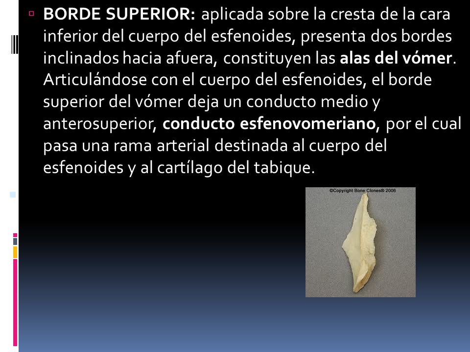 BORDE SUPERIOR: aplicada sobre la cresta de la cara inferior del cuerpo del esfenoides, presenta dos bordes inclinados hacia afuera, constituyen las alas del vómer.