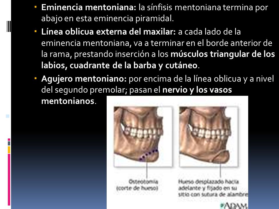 Eminencia mentoniana: la sínfisis mentoniana termina por abajo en esta eminencia piramidal.