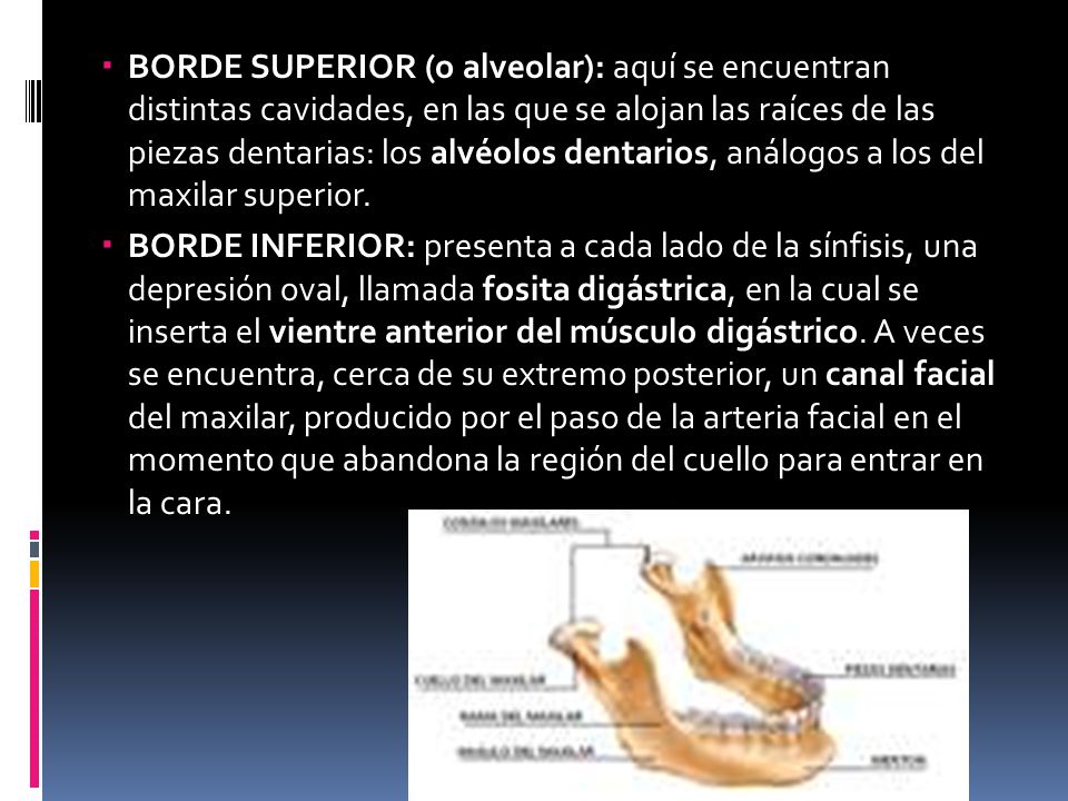 BORDE SUPERIOR (o alveolar): aquí se encuentran distintas cavidades, en las que se alojan las raíces de las piezas dentarias: los alvéolos dentarios, análogos a los del maxilar superior.