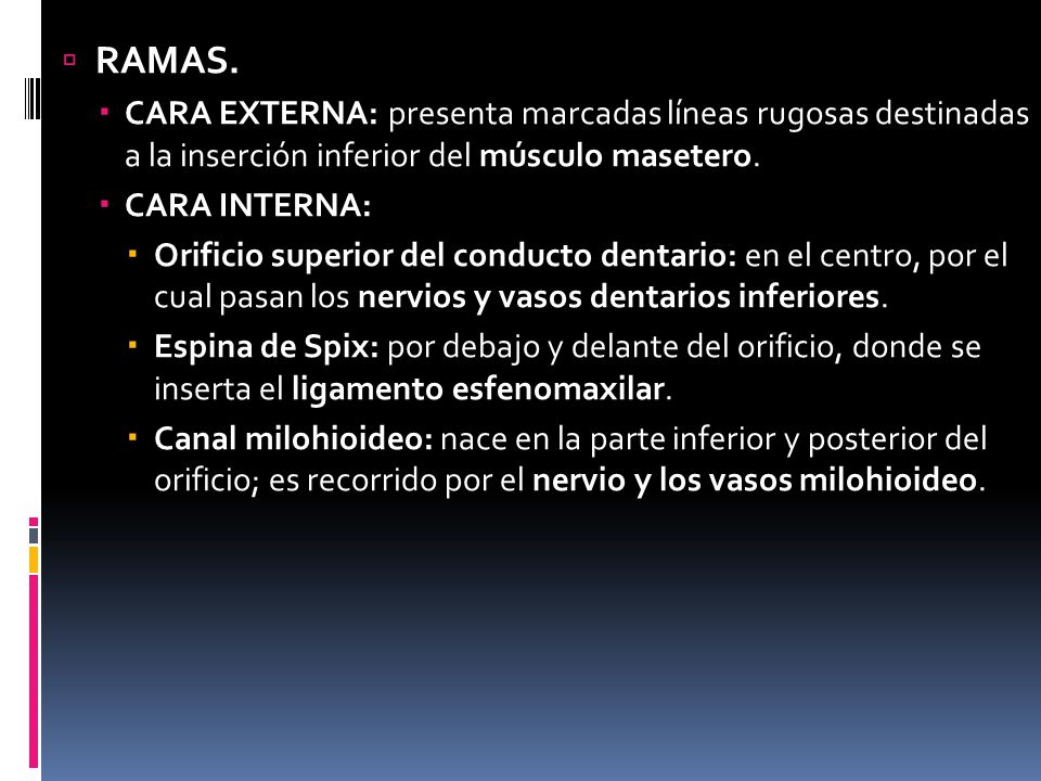 RAMAS. CARA EXTERNA: presenta marcadas líneas rugosas destinadas a la inserción inferior del músculo masetero.