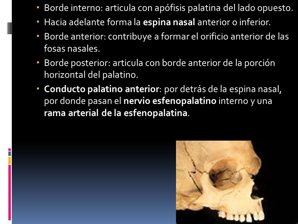 Borde interno: articula con apófisis palatina del lado opuesto.