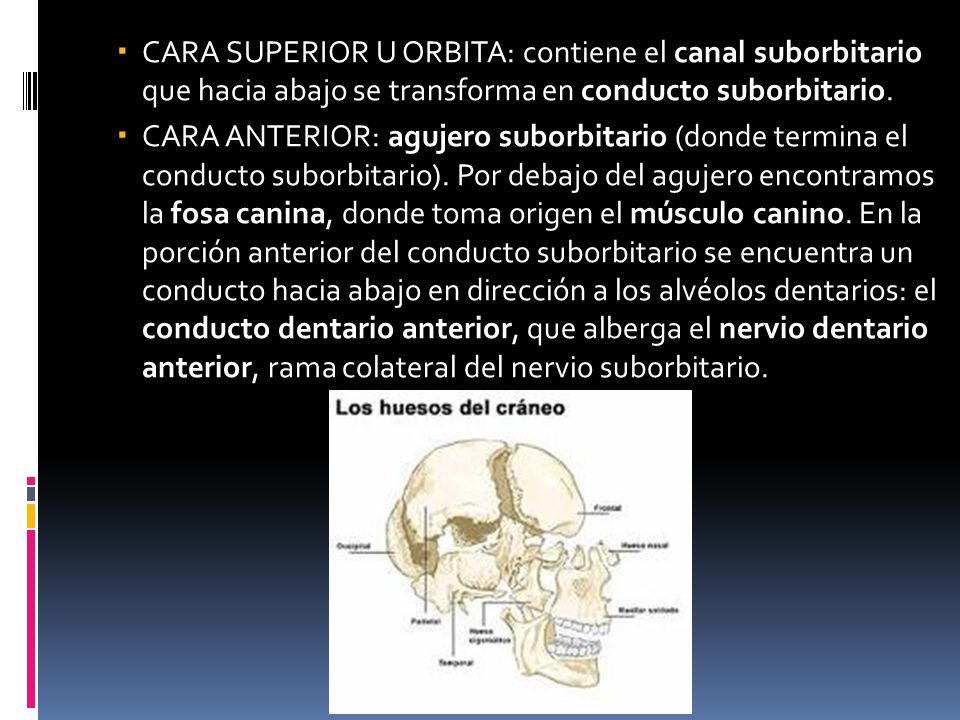 CARA SUPERIOR U ORBITA: contiene el canal suborbitario que hacia abajo se transforma en conducto suborbitario.
