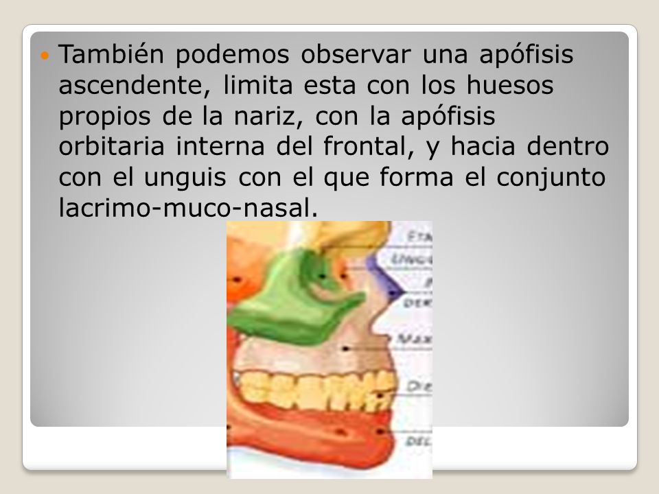También podemos observar una apófisis ascendente, limita esta con los huesos propios de la nariz, con la apófisis orbitaria interna del frontal, y hacia dentro con el unguis con el que forma el conjunto lacrimo-muco-nasal.