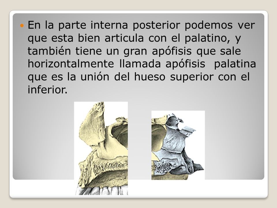 En la parte interna posterior podemos ver que esta bien articula con el palatino, y también tiene un gran apófisis que sale horizontalmente llamada apófisis palatina que es la unión del hueso superior con el inferior.