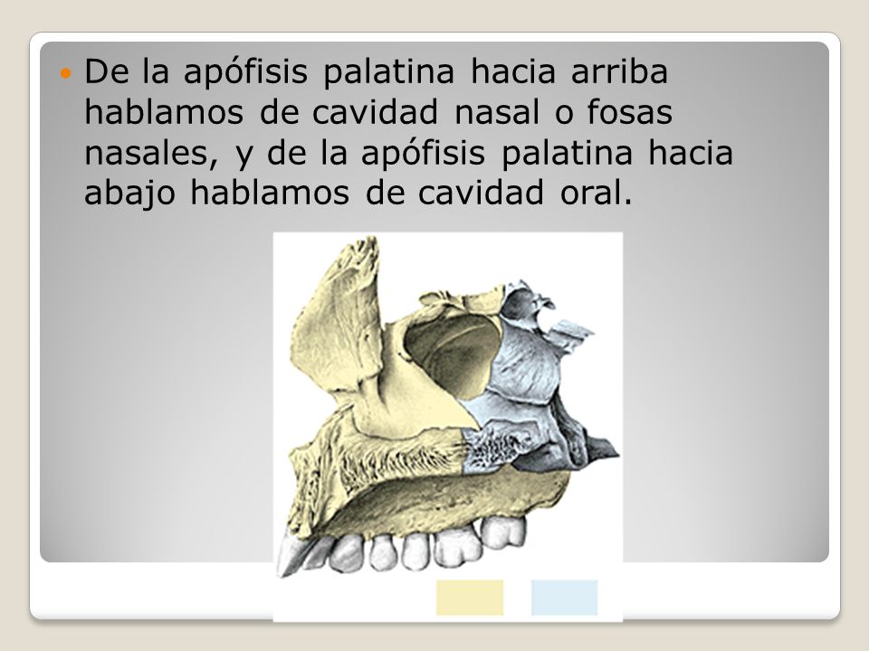 De la apófisis palatina hacia arriba hablamos de cavidad nasal o fosas nasales, y de la apófisis palatina hacia abajo hablamos de cavidad oral.