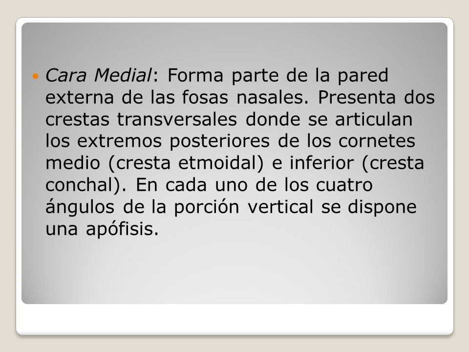 Cara Medial: Forma parte de la pared externa de las fosas nasales