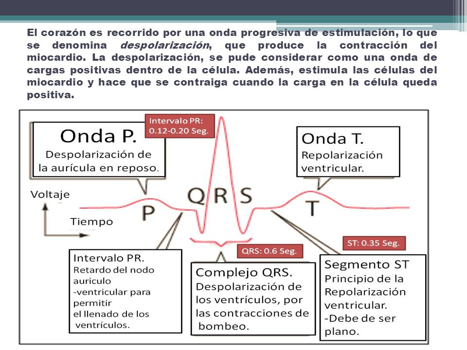 El corazón es recorrido por una onda progresiva de estimulación, lo que se denomina despolarización, que produce la contracción del miocardio.
