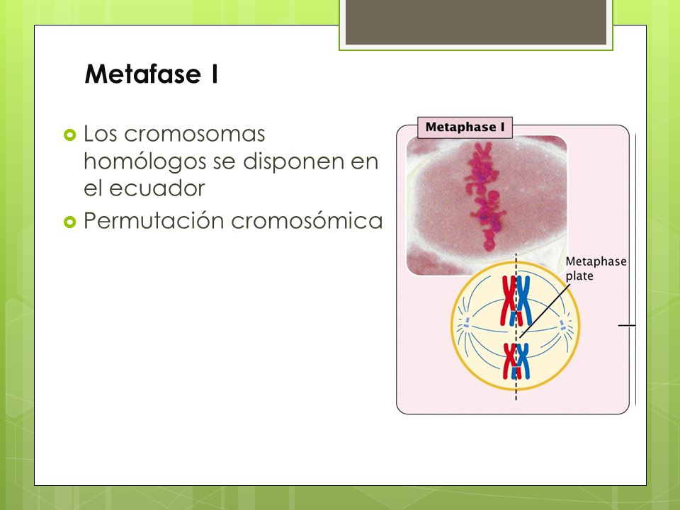 Metafase I Los cromosomas homólogos se disponen en el ecuador