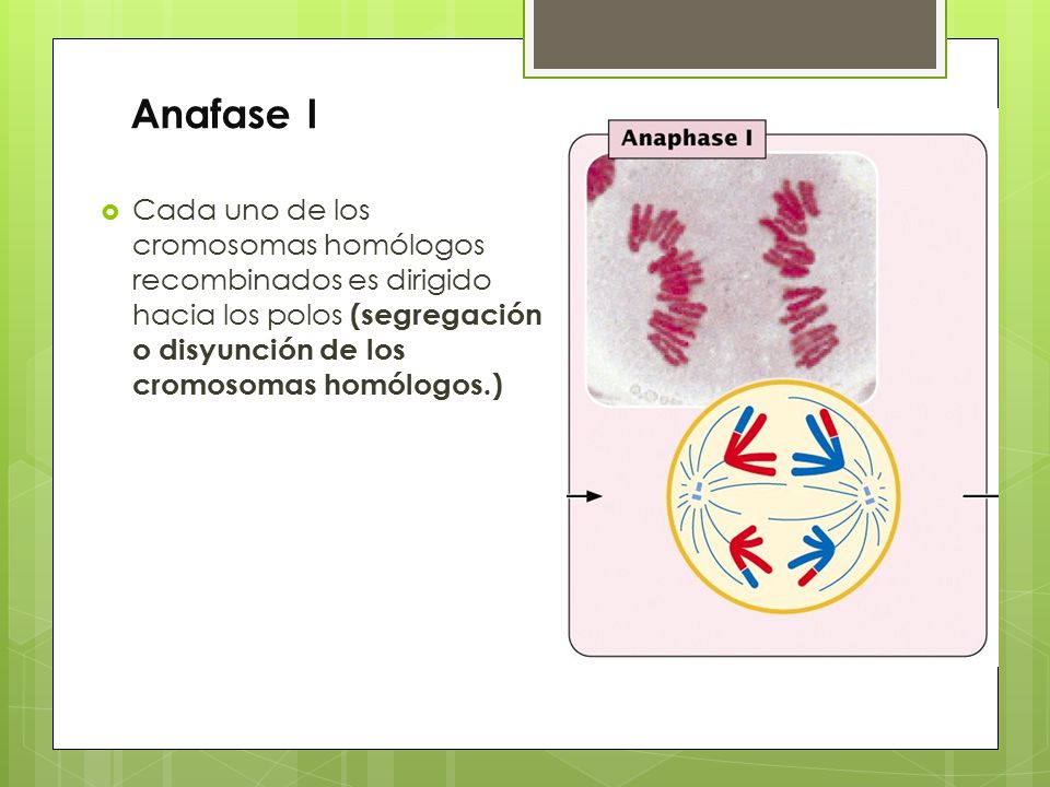 Anafase I Cada uno de los cromosomas homólogos recombinados es dirigido hacia los polos (segregación o disyunción de los cromosomas homólogos.)