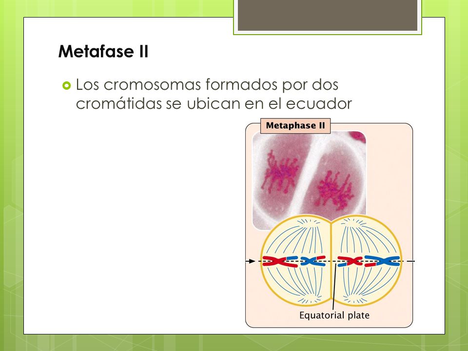 Metafase II Los cromosomas formados por dos cromátidas se ubican en el ecuador