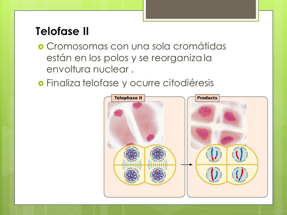 Telofase II Cromosomas con una sola cromátidas están en los polos y se reorganiza la envoltura nuclear .