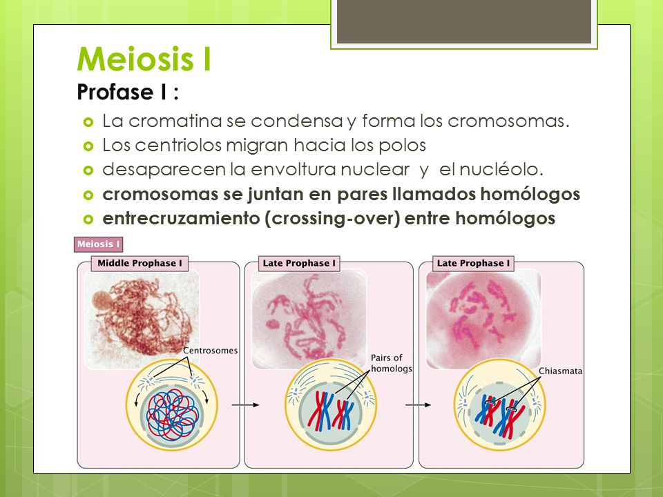 Meiosis I Profase I : La cromatina se condensa y forma los cromosomas.