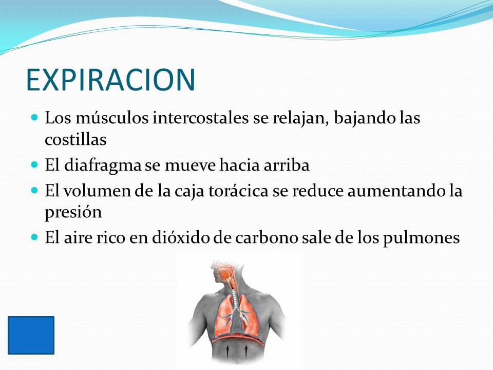EXPIRACION Los músculos intercostales se relajan, bajando las costillas. El diafragma se mueve hacia arriba.