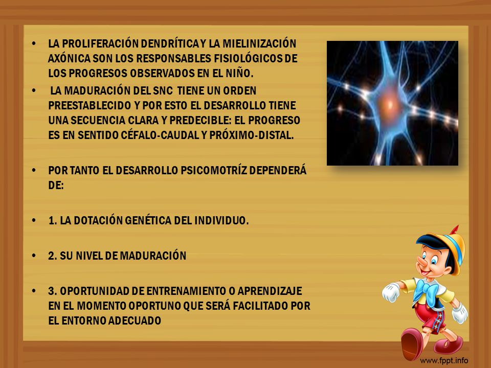 LA PROLIFERACIÓN DENDRÍTICA Y LA MIELINIZACIÓN AXÓNICA SON LOS RESPONSABLES FISIOLÓGICOS DE LOS PROGRESOS OBSERVADOS EN EL NIÑO.