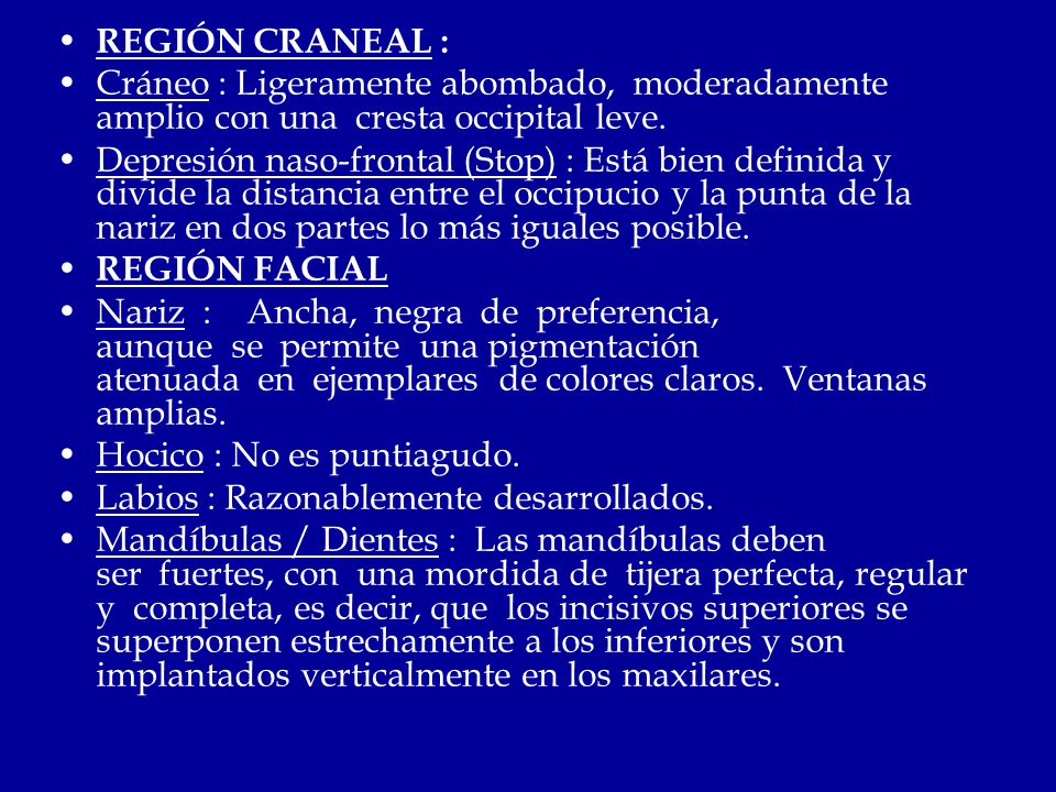 REGIÓN CRANEAL : Cráneo : Ligeramente abombado, moderadamente amplio con una cresta occipital leve.