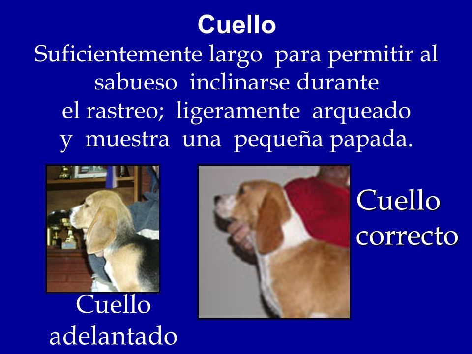 Cuello Suficientemente largo para permitir al sabueso inclinarse durante el rastreo; ligeramente arqueado y muestra una pequeña papada.