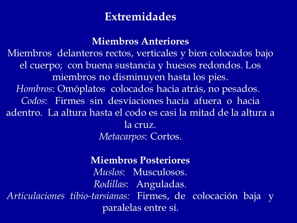Extremidades Miembros Anteriores Miembros delanteros rectos, verticales y bien colocados bajo el cuerpo; con buena sustancia y huesos redondos.