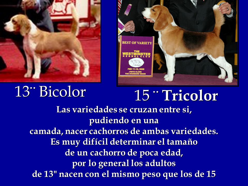 13¨ Bicolor 15 ¨ Tricolor Las variedades se cruzan entre si,