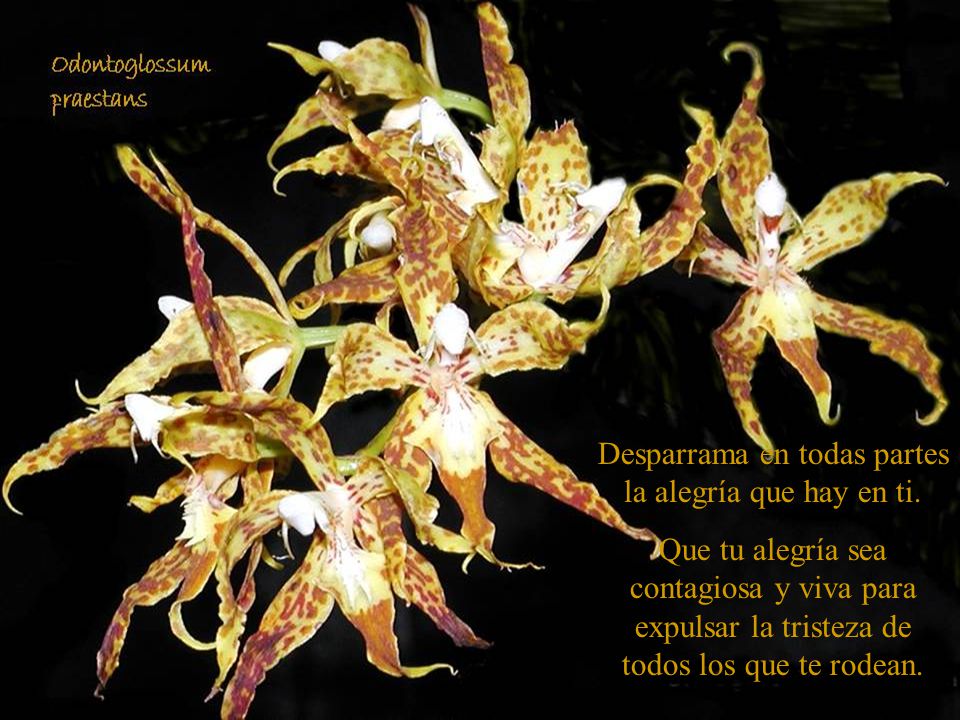 Desparrama en todas partes la alegría que hay en ti.
