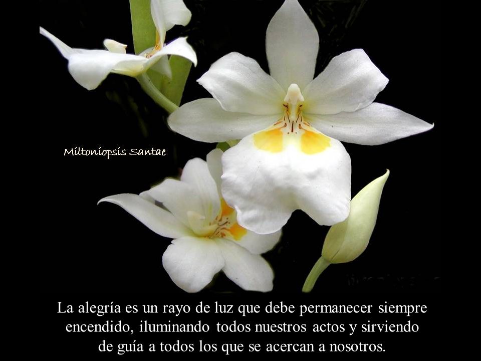 La alegría es un rayo de luz que debe permanecer siempre encendido, iluminando todos nuestros actos y sirviendo de guía a todos los que se acercan a nosotros.