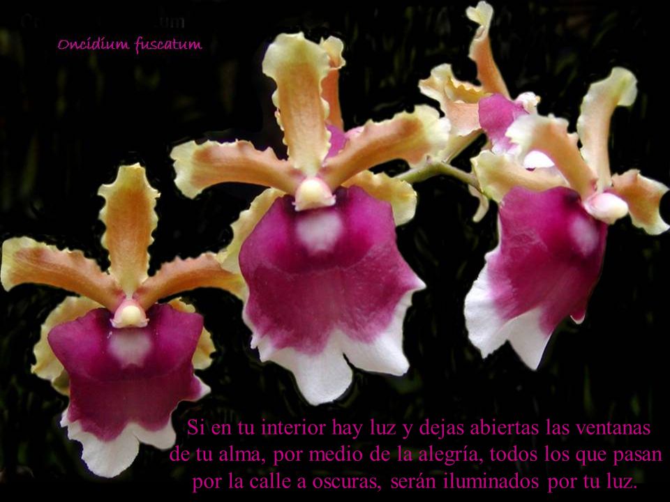 Si en tu interior hay luz y dejas abiertas las ventanas de tu alma, por medio de la alegría, todos los que pasan por la calle a oscuras, serán iluminados por tu luz.