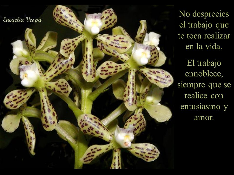 No desprecies el trabajo que te toca realizar en la vida.