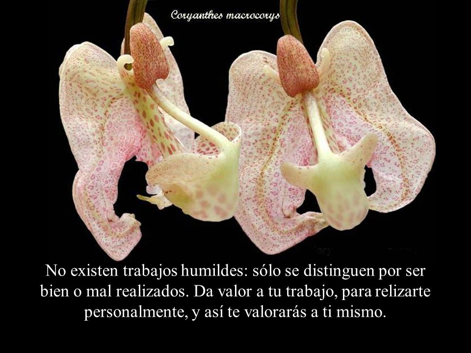 No existen trabajos humildes: sólo se distinguen por ser bien o mal realizados.