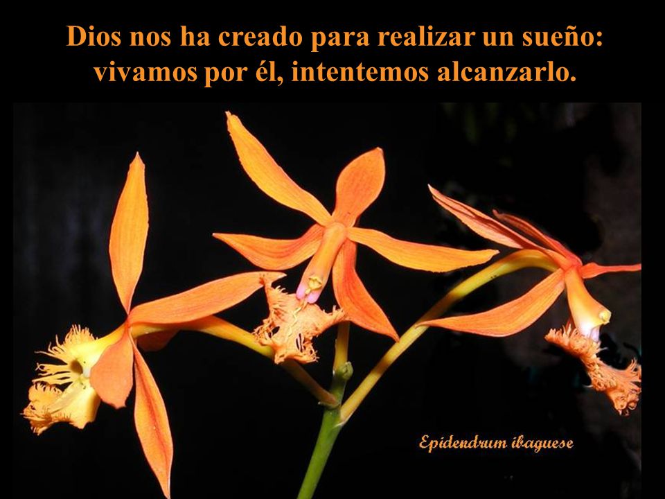 Dios nos ha creado para realizar un sueño: vivamos por él, intentemos alcanzarlo.