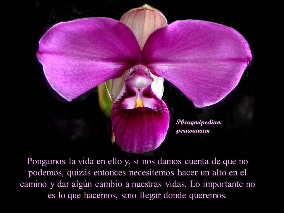 Pongamos la vida en ello y, si nos damos cuenta de que no podemos, quizás entonces necesitemos hacer un alto en el camino y dar algún cambio a nuestras vidas.
