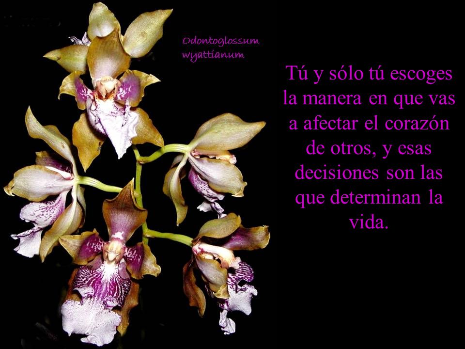 Tú y sólo tú escoges la manera en que vas a afectar el corazón de otros, y esas decisiones son las que determinan la vida.