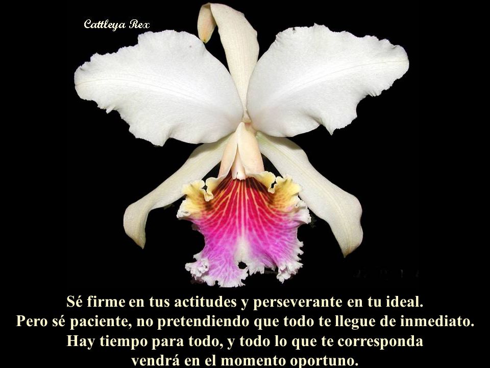 Sé firme en tus actitudes y perseverante en tu ideal