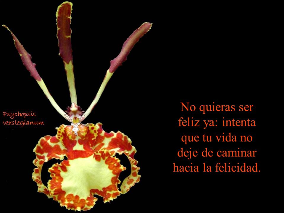 No quieras ser feliz ya: intenta que tu vida no deje de caminar hacia la felicidad.