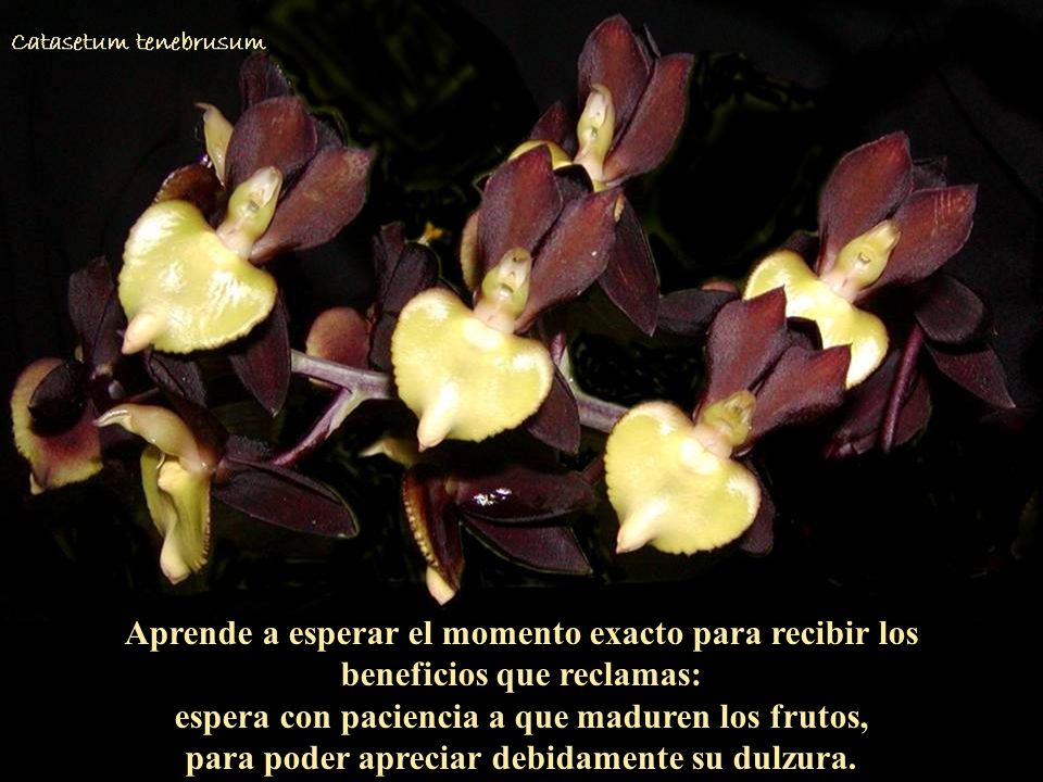 Aprende a esperar el momento exacto para recibir los beneficios que reclamas: espera con paciencia a que maduren los frutos, para poder apreciar debidamente su dulzura.