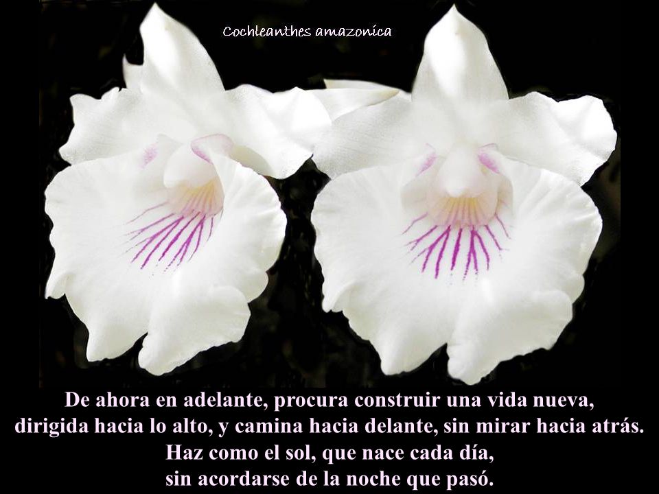 De ahora en adelante, procura construir una vida nueva, dirigida hacia lo alto, y camina hacia delante, sin mirar hacia atrás.