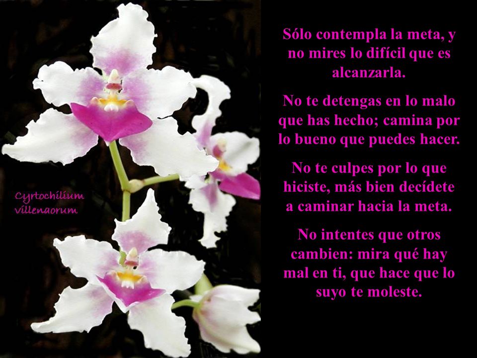 Sólo contempla la meta, y no mires lo difícil que es alcanzarla.