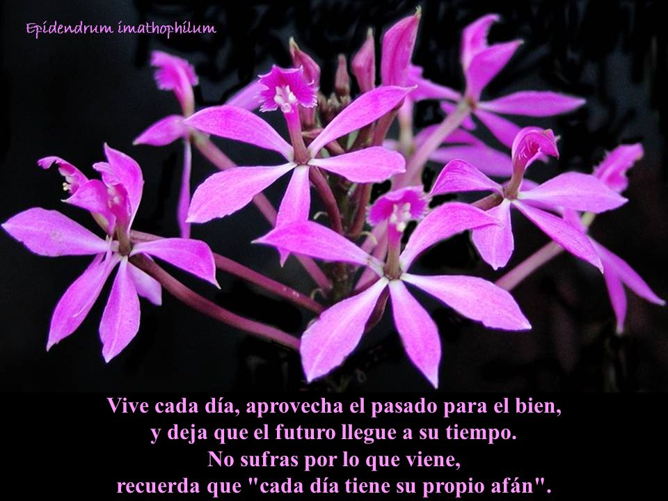 Vive cada día, aprovecha el pasado para el bien, y deja que el futuro llegue a su tiempo.