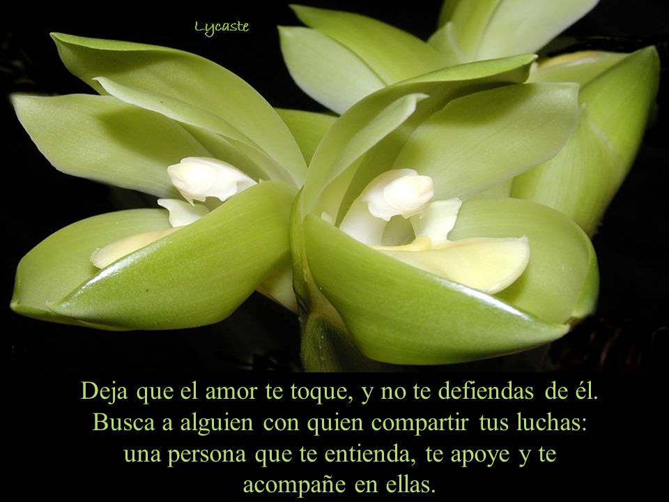 Deja que el amor te toque, y no te defiendas de él