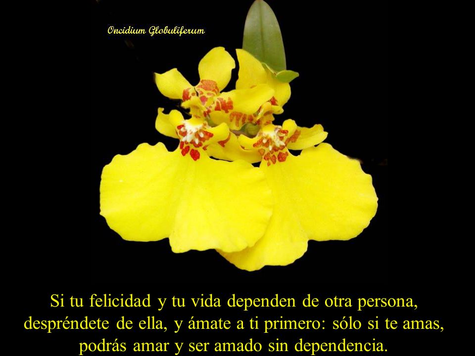 Si tu felicidad y tu vida dependen de otra persona, despréndete de ella, y ámate a ti primero: sólo si te amas, podrás amar y ser amado sin dependencia.