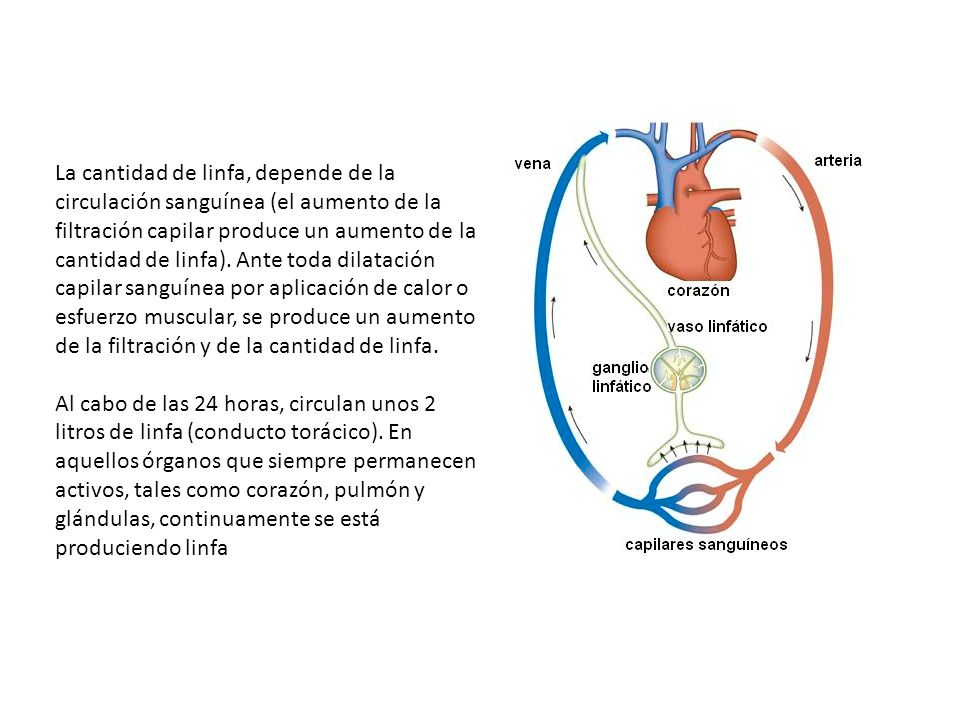 La cantidad de linfa, depende de la circulación sanguínea (el aumento de la filtración capilar produce un aumento de la cantidad de linfa).