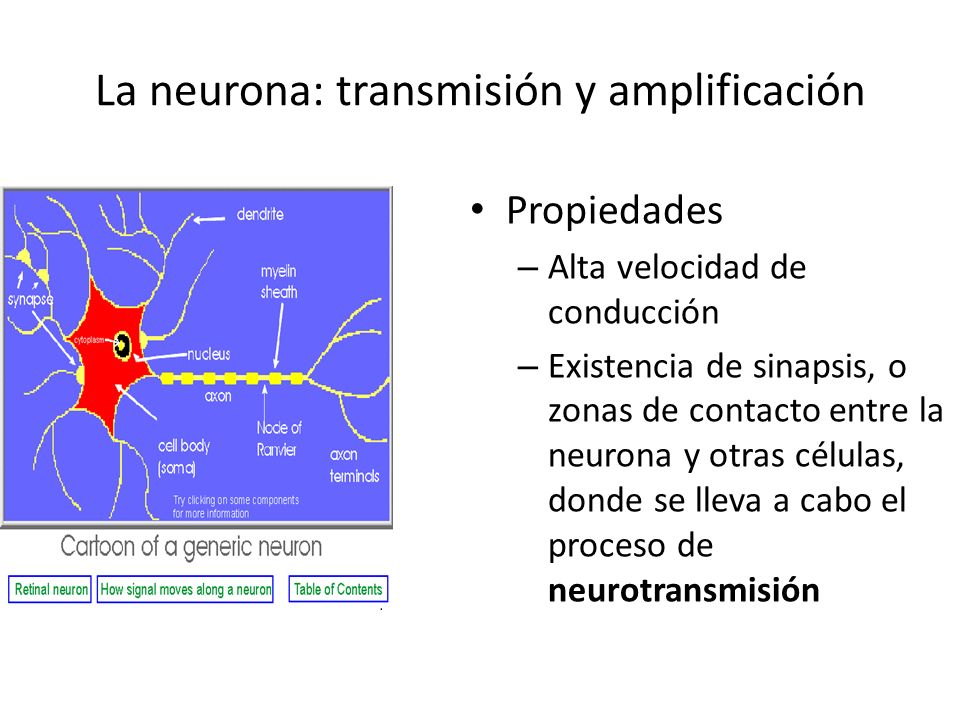 La neurona: transmisión y amplificación