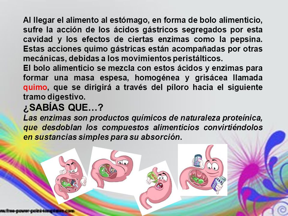 Al llegar el alimento al estómago, en forma de bolo alimenticio, sufre la acción de los ácidos gástricos segregados por esta cavidad y los efectos de ciertas enzimas como la pepsina. Estas acciones quimo gástricas están acompañadas por otras mecánicas, debidas a los movimientos peristálticos.