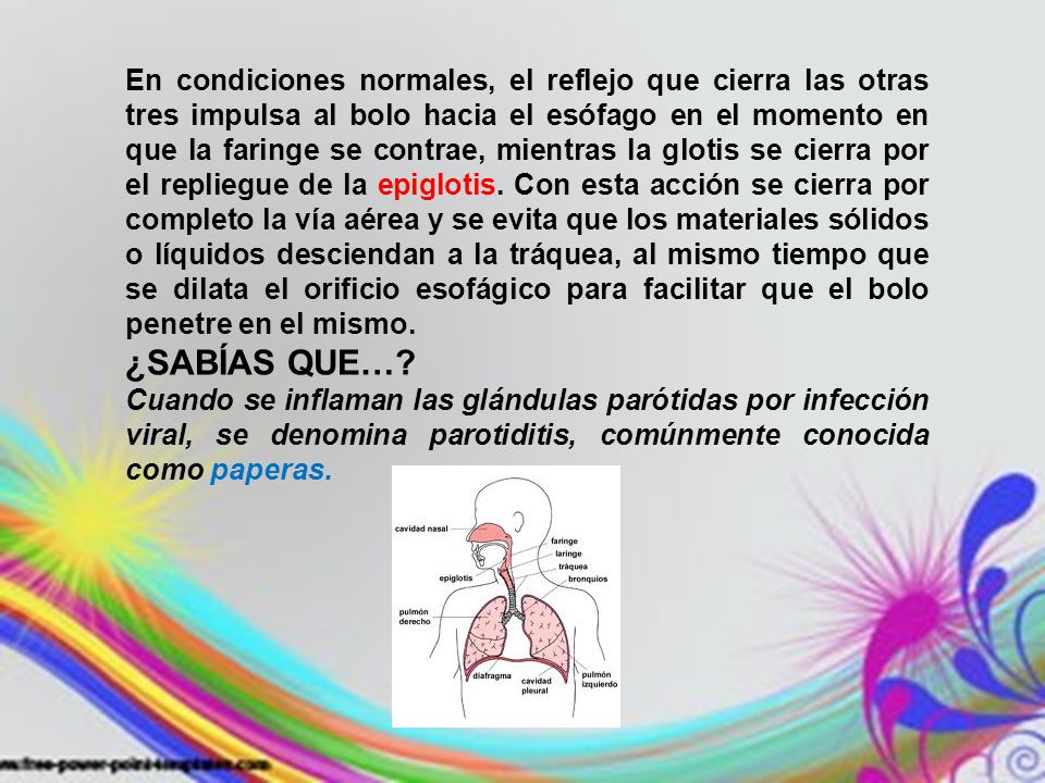 En condiciones normales, el reflejo que cierra las otras tres impulsa al bolo hacia el esófago en el momento en que la faringe se contrae, mientras la glotis se cierra por el repliegue de la epiglotis. Con esta acción se cierra por completo la vía aérea y se evita que los materiales sólidos o líquidos desciendan a la tráquea, al mismo tiempo que se dilata el orificio esofágico para facilitar que el bolo penetre en el mismo.