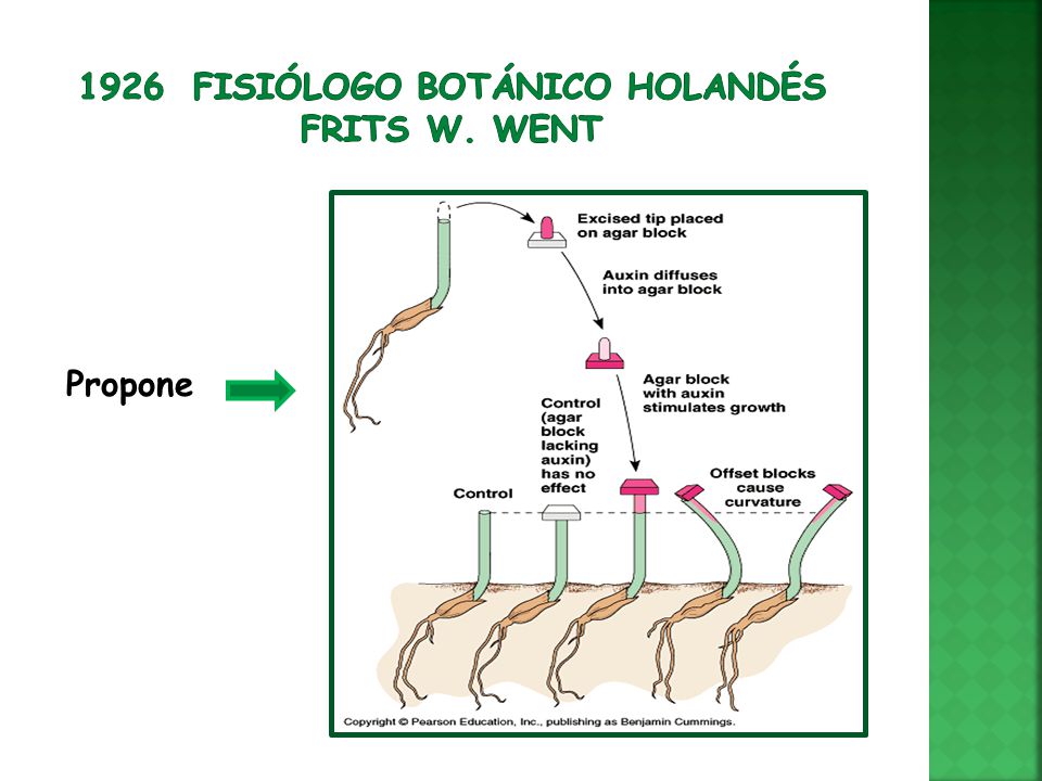 1926 fisiólogo botánico holandés Frits W. Went