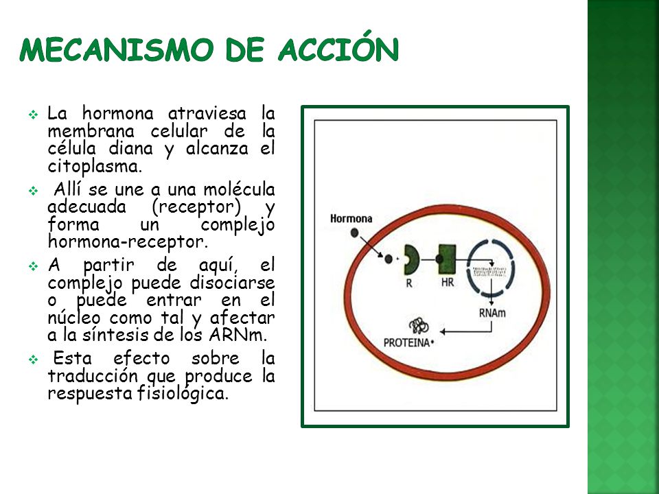 Mecanismo de acción La hormona atraviesa la membrana celular de la célula diana y alcanza el citoplasma.