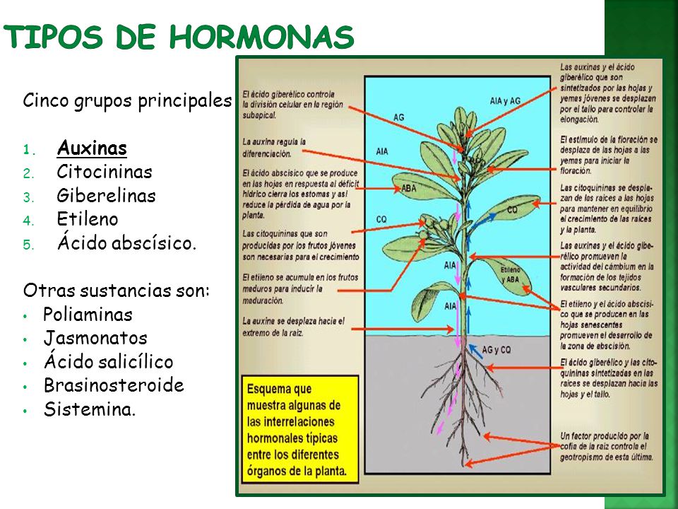 Tipos de hormonas Cinco grupos principales Auxinas Citocininas