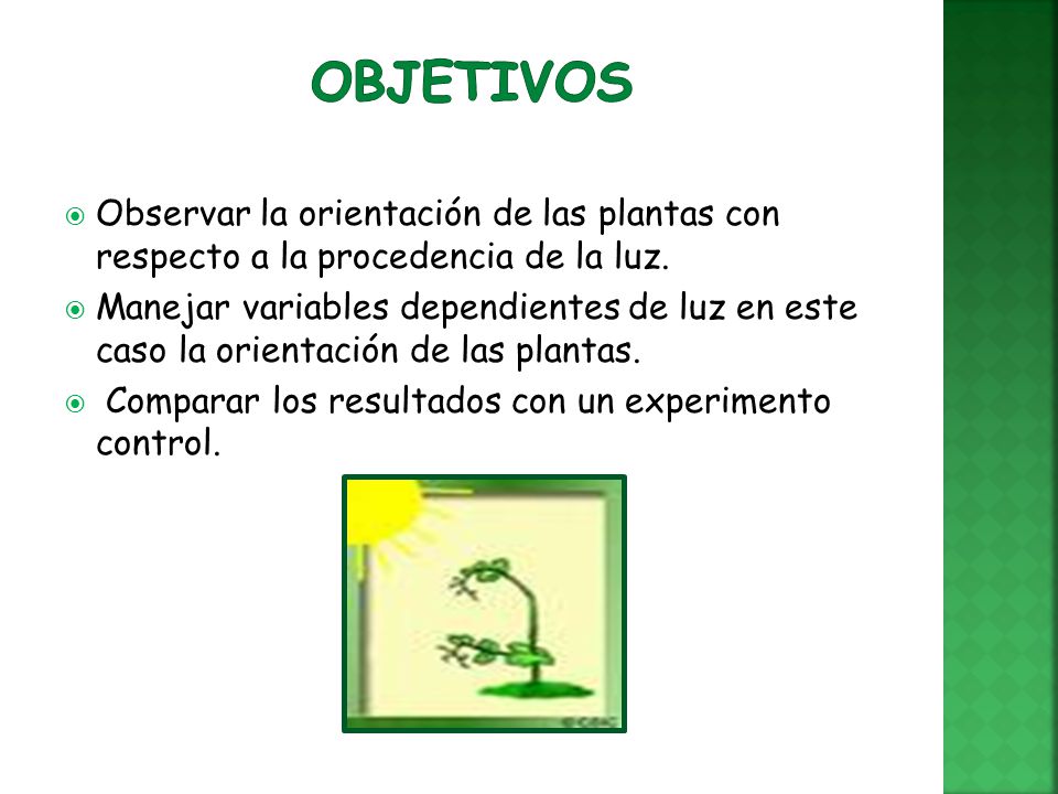 Objetivos Observar la orientación de las plantas con respecto a la procedencia de la luz.